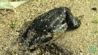 Galveston Oil Spill Impacts Wildlife [upl. by Esital]