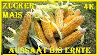 🌱🌽 Zuckermais anbauen im Garten 🌽 Einfache Anbauanleitung 🌽 Aussaat bis Ernte 🌽 Mais pflanzen [upl. by Adnavoj]