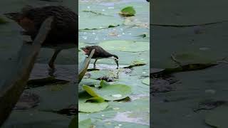 waterhen birds waterhen wildlife trending youtube youtubeshorts birdbrilliance [upl. by Eeram]