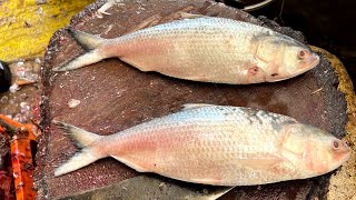 Biggest Pulasa Fish Cutting  Big Pulasa Fish Cutting Live in Fish Market [upl. by Cromwell]