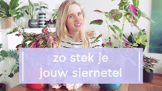 Zo stek je de Siernetel Coleus [upl. by Ramgad]