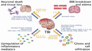 Circulating Biomarkers of Traumatic Brain Injury [upl. by Anekam32]