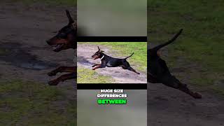 Doberman vs Miniature Pinscher vs German Pinscher  Size Differences [upl. by Enomaj167]