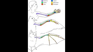 Phylogenetische Systematik Teil 4 Homologie als Beleg für die Evolution  with english subtiles [upl. by Dnaltruoc901]