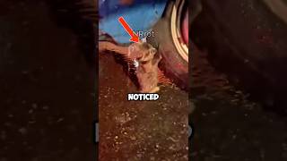 This Cute Cat is Rescued From the Street [upl. by Ttennaj]