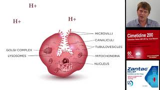 Cimetidine ranitidine Zantac and other histamine 2 blocking antacids [upl. by Morvin499]