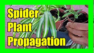 How To Propagate Spider Plant In Water and Soil Spider Plant Propagation From Babies [upl. by Arbmahs]