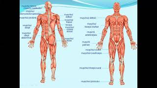 SISTEMUL MUSCULAR PROPRIETATI MUSCHI  Lectii de biologie clasa a VIIa [upl. by Windzer758]