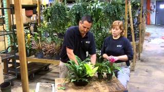 Lyndale Plant Services plant arrangement how to video [upl. by Dittman]