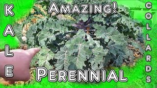 Several Unique Types Of Perennial Kale amp Collard Plants Plus Winners Of The Dino Tree Kale Seeds [upl. by Nahtal]