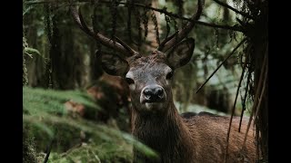 Fiordland Wapiti Hunting Adventure 2021 [upl. by Eido683]