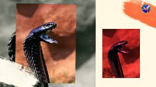 All Types of spitting cobras । PART2 । [upl. by Noland701]