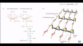 Peptidoglycan structure and biosynthesis [upl. by Odele]