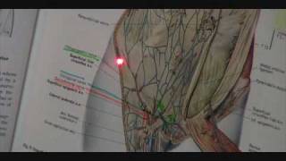 ilioinguinal iliohypogastric and genitofemoral nerve eval 4 of 5 Jerry Hesch [upl. by Ahsar]