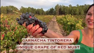 Garnacha Tintorera  unique grape of red must 🍇 [upl. by Anton]