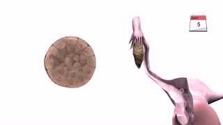 General Embryology  Detailed Animation On Implantation [upl. by Ecyor862]