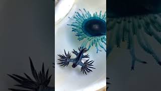 Glaucus atlanticus [upl. by Carmena612]