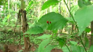 Scharfe Chilis in Indien  einfachKochen kulinarische Weltreise [upl. by Dyob808]