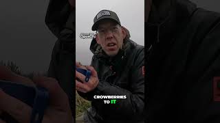 Delicious Crowberry Recipe Infusing Flavor with Herbal Tea outdoorboys outdoorsurvival crowberry [upl. by Keon]