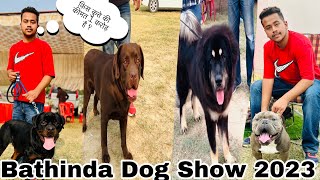 Dog Show in Punjab  Bathinda Dog Show 5 November 2023  Worth crores  🤔 [upl. by Amhser]