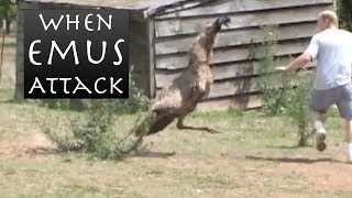 When Emus Attack  Emu Chases Man [upl. by Ynattir]