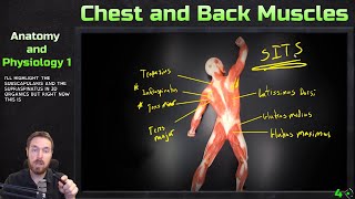 Muscles of the Chest and Back  Model Overview  Anatomy and Physiology 1 [upl. by Yzzo366]