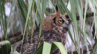 Great Horned Owl screeching call [upl. by Clovis810]