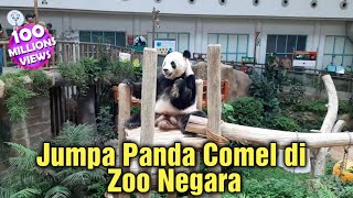 JUMPA PANDA COMEL DI ZOO NEGARA [upl. by Azeret]