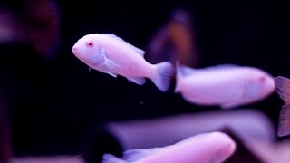 Pseudotropheus Socolofi Albino [upl. by Akeme111]