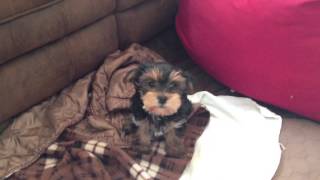 Yorkie poo puppy bark [upl. by Billat]