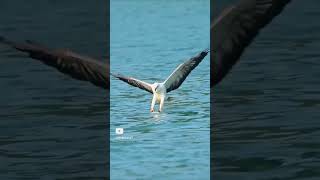 Golden eagle goldeneagles eagle hunting fly viral video tranding birds shorts birdsofprey [upl. by Tterej62]