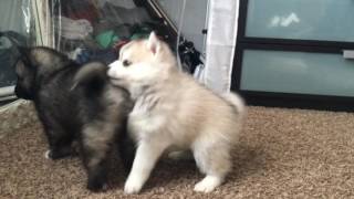 Best Bowtie Pomsky Love  Pomsky Mini Husky Playing [upl. by Atinet401]