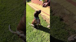 Oyster eating competition GSP germanshorthairedpointer funny farmlife [upl. by Tedda]