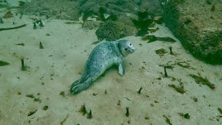 Scuba dive with harbor seal in the kelp forest of McAbee beach Monterey CA [upl. by Dolley]