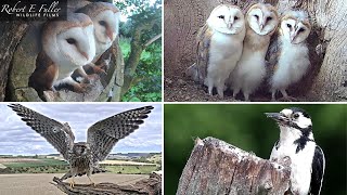 🔴 LIVE Barn Owls 🦉🐥 Stoats 🐾 Kestrels 🦅🥚 Tawny Owls 🦉  From Fotherdale Yorkshire UK [upl. by Anilad716]