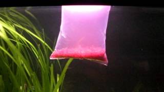 157 Feeding live blood worms to my fish [upl. by Micco]