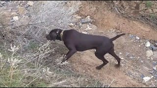 Pudelpointer on point  Training for the NAVHDA Natural Ability Test [upl. by Iral]