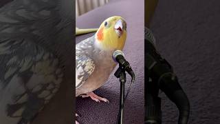 Sultan papağanı Mecnun şarkı söylüyor cockatiel song pets [upl. by Klepac719]