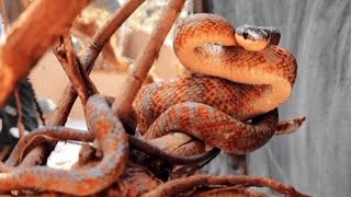 Neotropical bird snake📍Parque Reptilandia Costa Rica [upl. by Ahsenrad]