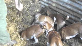 Severn Valley Ratters Ratting with Plummer Terriers Part 1 [upl. by Averill770]