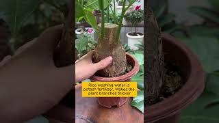 Tips for growing plants at home garden gardening plants planting planthacks gardenhacks [upl. by Diena]