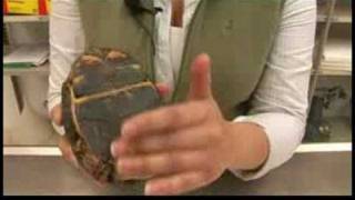 Reptiles Amphibians Invertebrates amp Small Pets  Eastern Box Turtle Facts [upl. by Hubie]