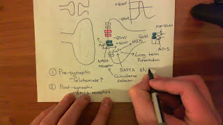 Long Term Potentiation and NMDA Receptors Part 6 [upl. by Maure]