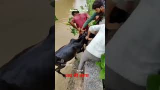 गौ माता को बच्चा लिया [upl. by Balf287]