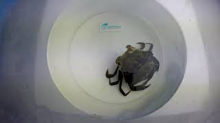 Time Lapse Crab MoultingShedding its Shell [upl. by Khalin]