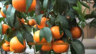 Kumquat Clementine Mandarine  Zitruspflanzen bei wwwfloratoskanacom [upl. by Mace995]