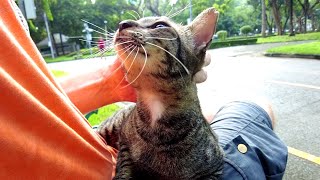 Petting the cutest and most loving tabby street cat in the world [upl. by Adile]