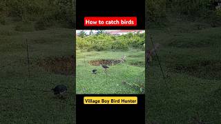 How to catch birds  Easy way to hunt birds  Bird hunting trap  Birds story [upl. by Armanda]