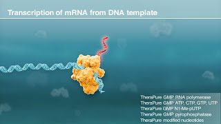 mRNA synthesis by in vitro transcription [upl. by Ahterod]