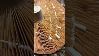 Milky Mushroom ASMR Corrugated Milkcap Lactifluus corrugis Edible When Cooked [upl. by Isadora]